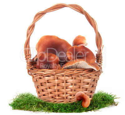 The image of a basket with the mushrooms, isolated, on a white b