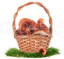The image of a basket with the mushrooms, isolated, on a white b