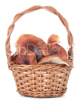Basket with mushrooms on a white background