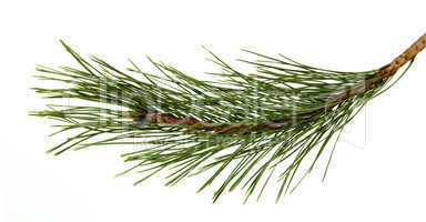 The image of a branch of the pine, isolated, on a white backgrou