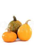 Images of fruits of the pumpkin, isolated, on a white background
