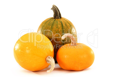 Images of fruits of the pumpkin, isolated, on a white background