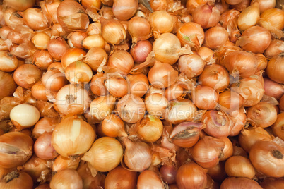 many onions