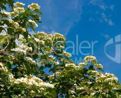 Blooming viburnum