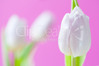 Hintergrund mit violetter Tulpe - Background with purple tulip