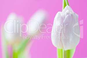 Hintergrund mit violetter Tulpe - Background with purple tulip