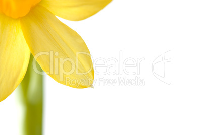 Hintergrund mit Osterglocke - Background with narcissus