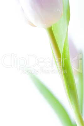 Hintergrund mit violetter Tulpe - Background with purple tulip