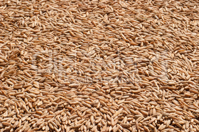 Rye grain closeup