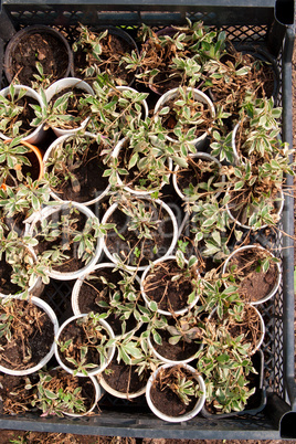 Boxes with seedlings