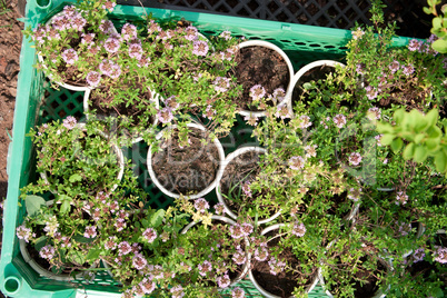 Boxes with seedlings