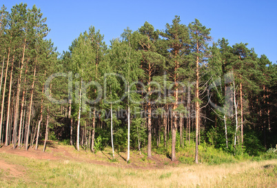 Summer landscape