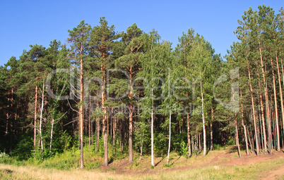 Summer landscape