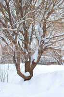 Tree covered with snow