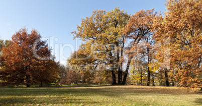 Trees in autumn