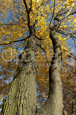 Trees with coloured leaves