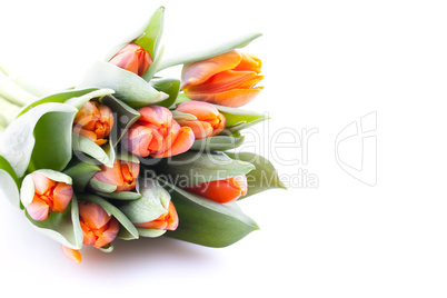 Tulpenstrauss / tulips bouquet