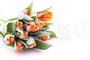 Tulpenstrauss / tulips bouquet