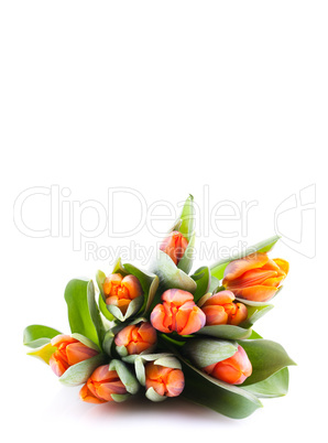 Tulpen in orange / tulips