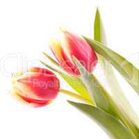 frische Tulpen / fresh tulips