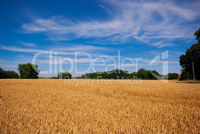 Kornfeld und blauer Himmel