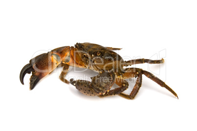 Crab on white background