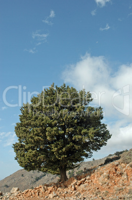Baum an der Imbrosschlucht, Kreta