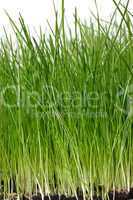 Frisches Gras