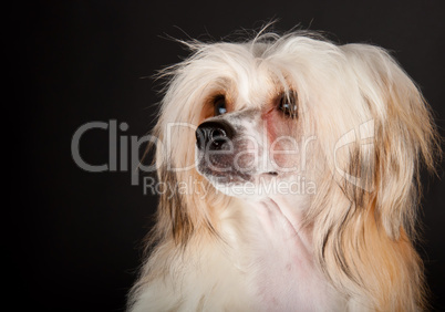 Groomed Chinese Crested Dog