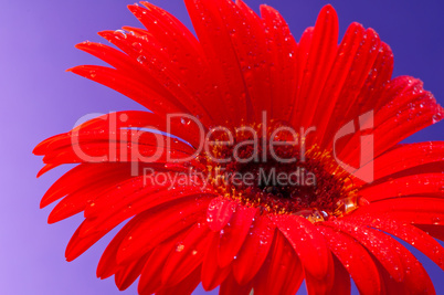 Gerbera