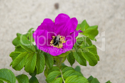 Bee on a flower