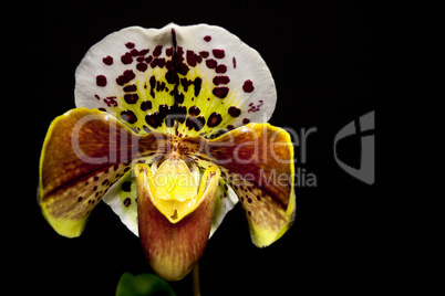 Paphiopedilum Hybride orchid