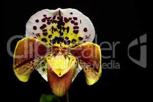 Paphiopedilum Hybride orchid