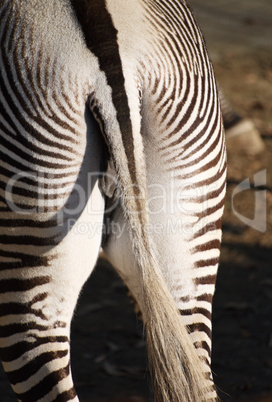 Zebra Hinterteil