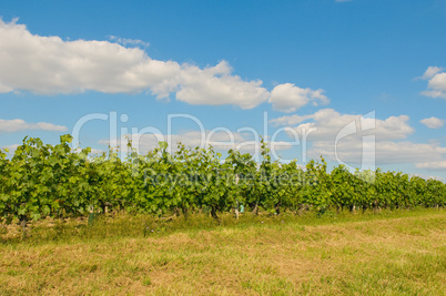 vineyards in bordeaux