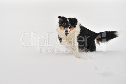 Australian Shepherd im Schnee