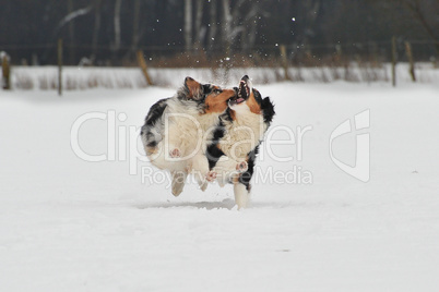 Australian Shepherd Hunde