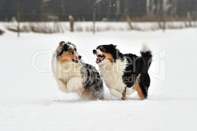 Australian Shepherd Hunde