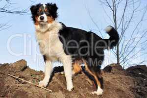 Australian Shepherd