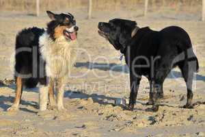 Australian Shepherd und Labrador