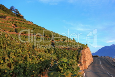Lavaux vineyards, Switzerland