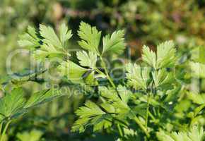 Curly-leaved parsley