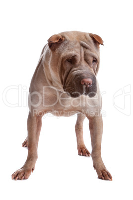 shar pei dog