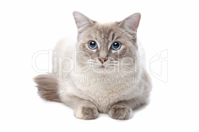 grau weiße Katze mit blauen Augen