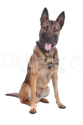 belgium shepherd  (malinois)