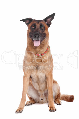 belgium shepherd  (malinois)