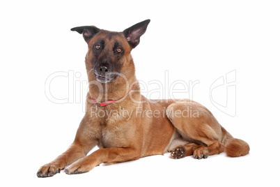 belgium shepherd  (malinois)