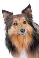 portrait of a sheltie dog