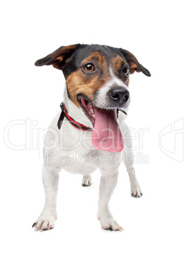 Jack Russel Terrier