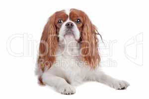 Cavalier King Charles Spaniel dog